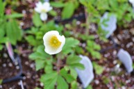 anemone (windflower)