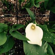 Calla Lilies are just starting to come out.